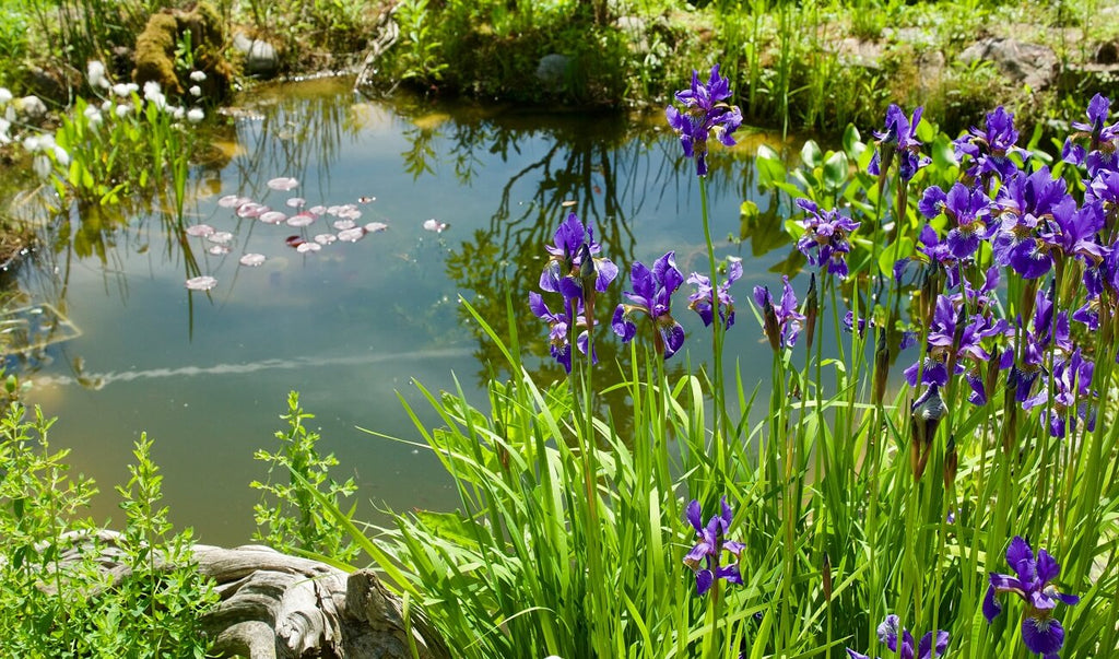 Do you have a yard pond? Check out the kits that help keep it clean