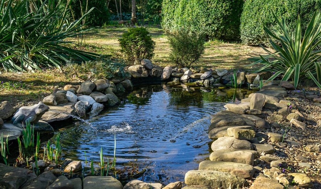 How to properly keep your pond clean