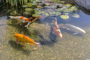 Harnessing the Power of Pond Water Nutrients with Eco Pond Direct