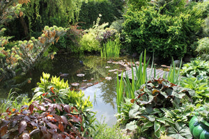 Creating Serenity in Your Backyard with Complete Pond Kits and Organic Pond Treatment